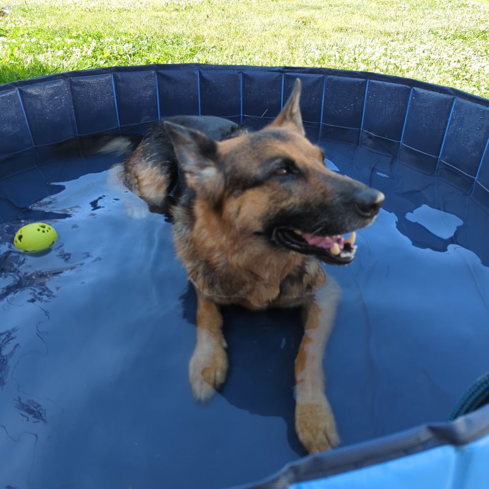 German shepherd enjoying a nice cool kiddy pool