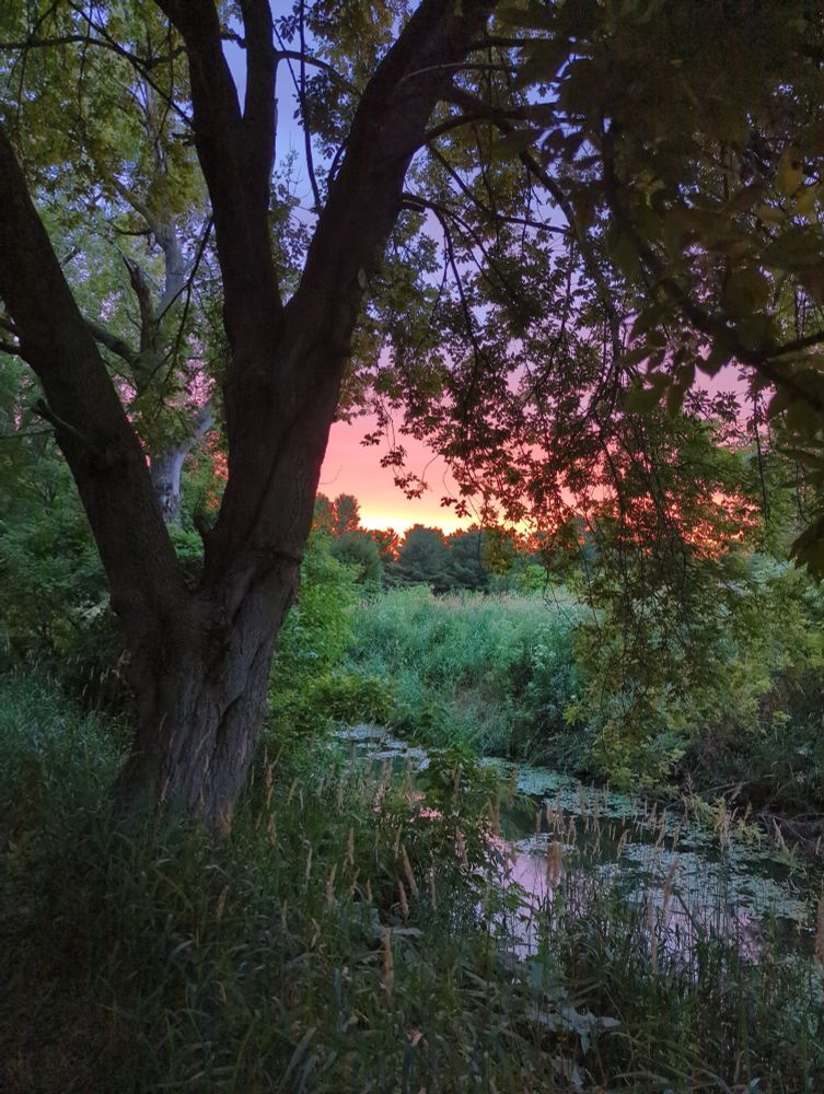Photograph of a nature scene at sunset featuring a tree and a creek 