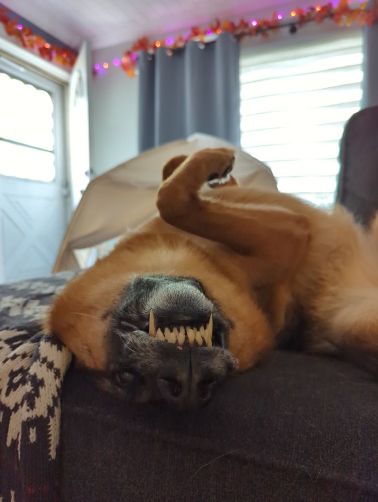 German shepherd being a weirdo on a couch 