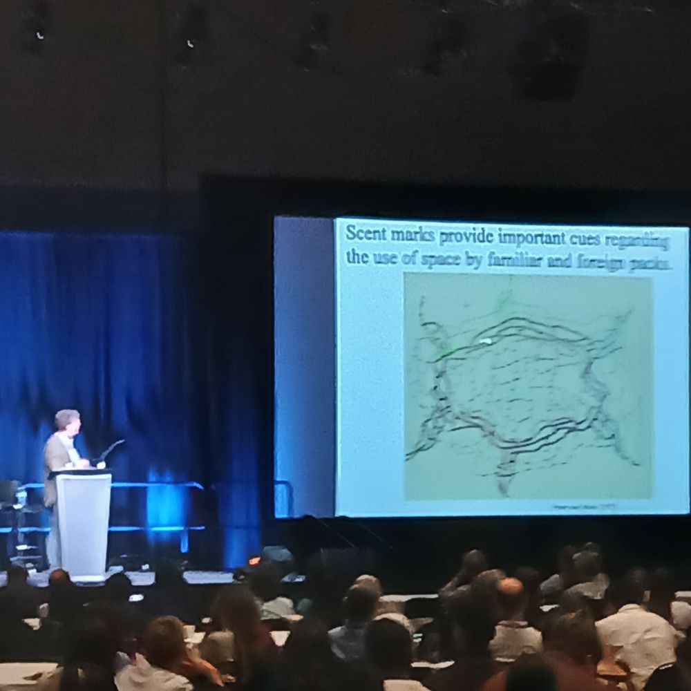 Photo of Mark Lweis presenting on a slide about wolves using scent marks to signal within and between packs.