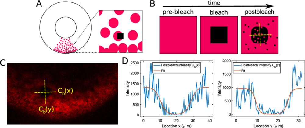 Parameter Identifiability in PDE Models of Fluorescence Recovery After Photobleaching - Bulletin of Mathematical Biology