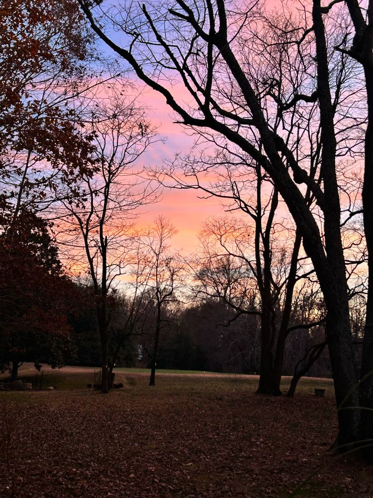 Golden hour image through trees with golden, purple-pink hues and a light blue sky 