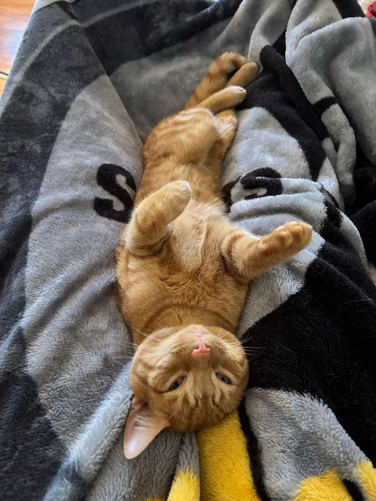 Ginger kitten laying on his back in a grey Steelers blanket with black and yellow. 