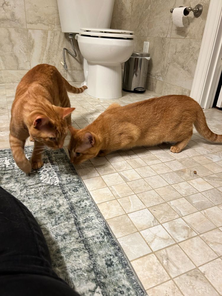 Two red ginger kittens curiously exploring a bathroom. 
