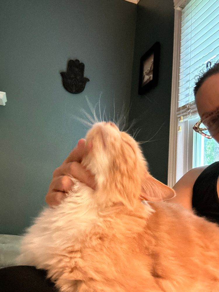 Ginger cat on his human’s lap, chin in the air while getting his chin rubbed. 
