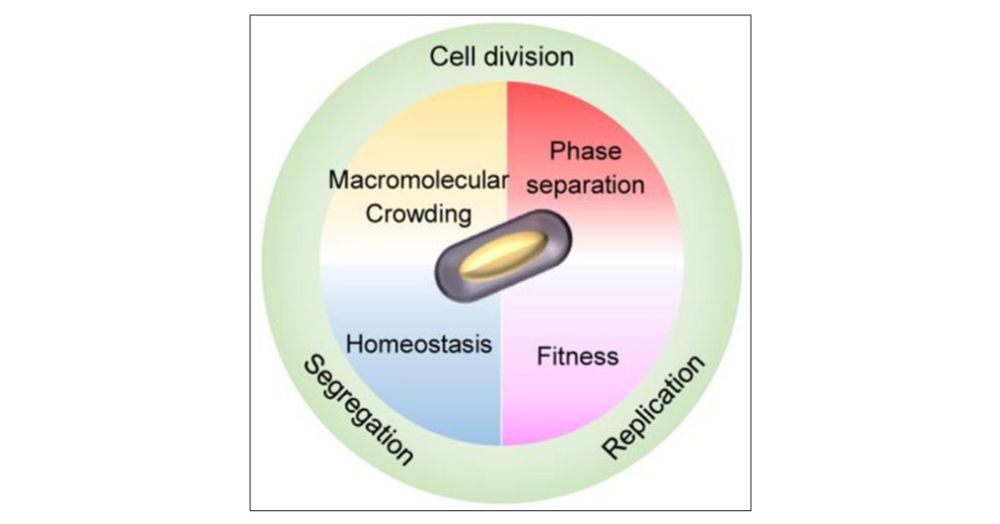 Macromolecular Crowding, Phase Separation, and Homeostasis in the Orchestration of Bacterial Cellular Functions