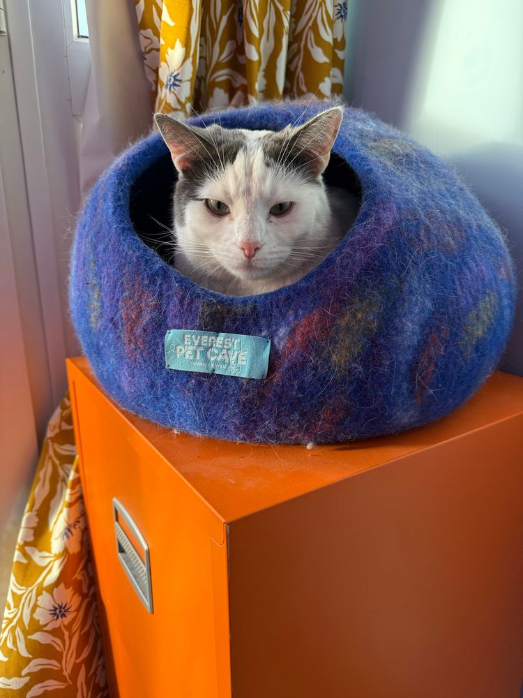 A white cat with grey ears, head only visible, sat in a purple dome shaped felt cat bed with a circular opening