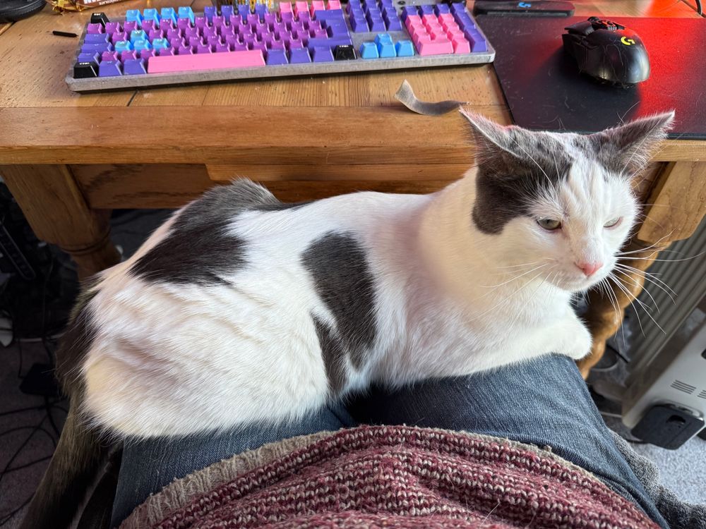 A white cat with grey ears sitting on a lap