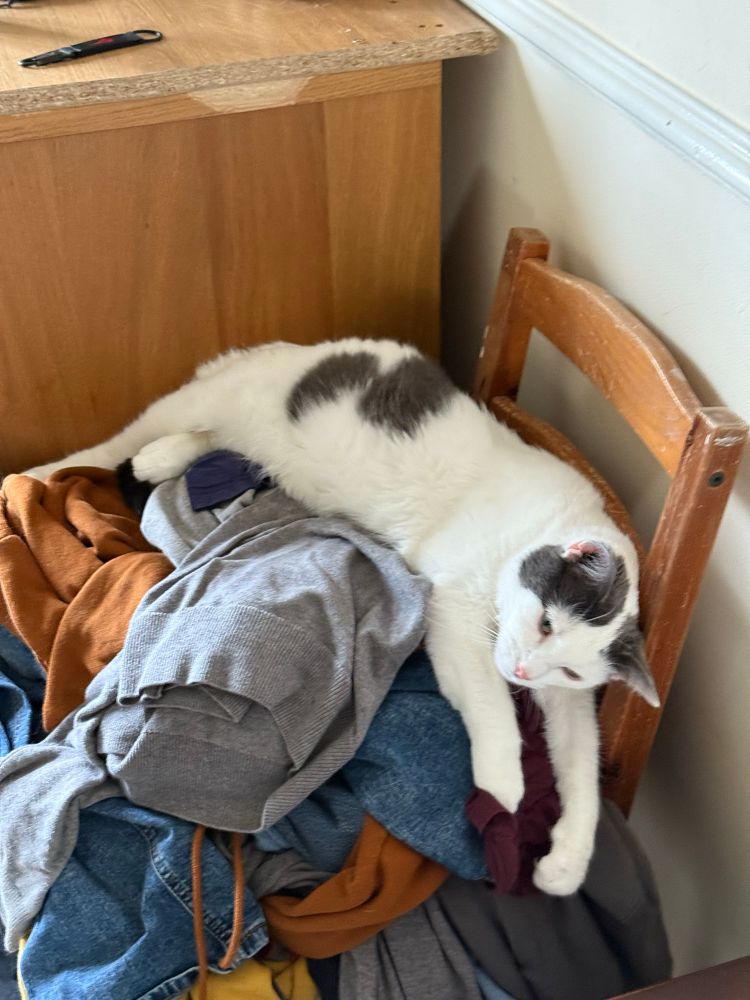 A white cat with grey ears lying on some clothes on a chair, suffering a bought of treat/pet deficit ennui