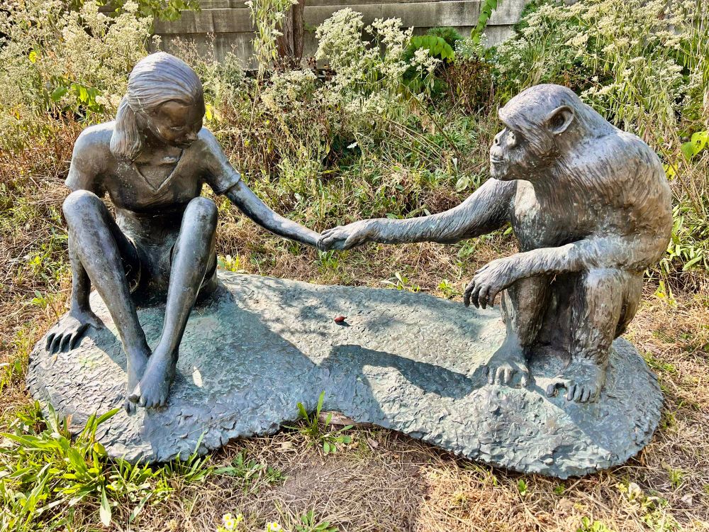 bronze statue of a young Jane Goodall holding hands with a chimpanzee over a red-painted nut, sitting in a garden of native plants.
