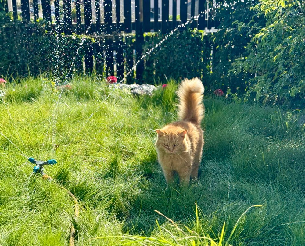 Weird Ginger fluffy cat enjoying the cool sprinkler water in a garden. 