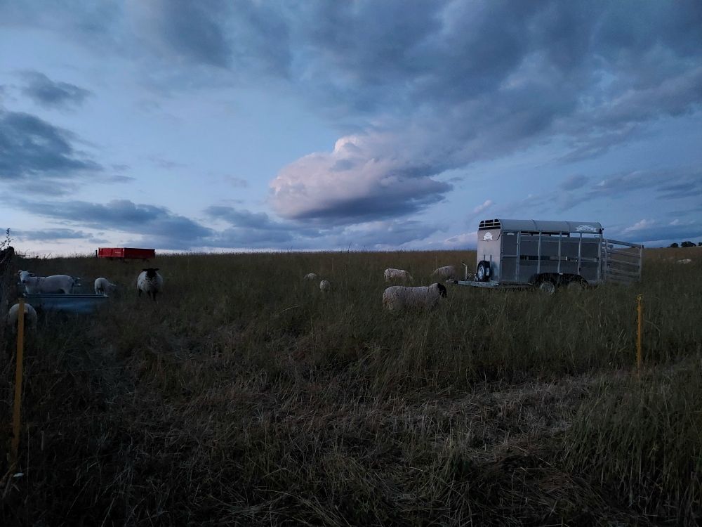 Wide open field with quite tall dry grass. Several sheep are scattered around with a small trailer on the right. Dim lighting - a photo taken in the evening. 