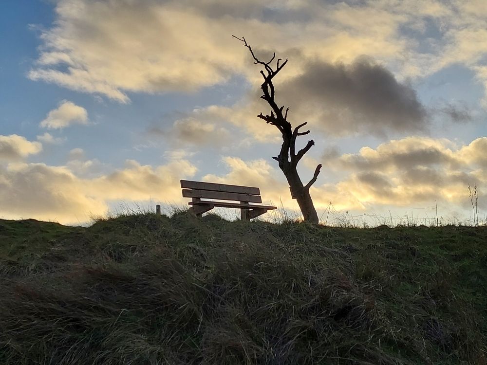 Looking up towards a bench and the silhouette of a small tree with no leaves. The sky is blue with defined clouds that are yellowish due to the evening sun. 