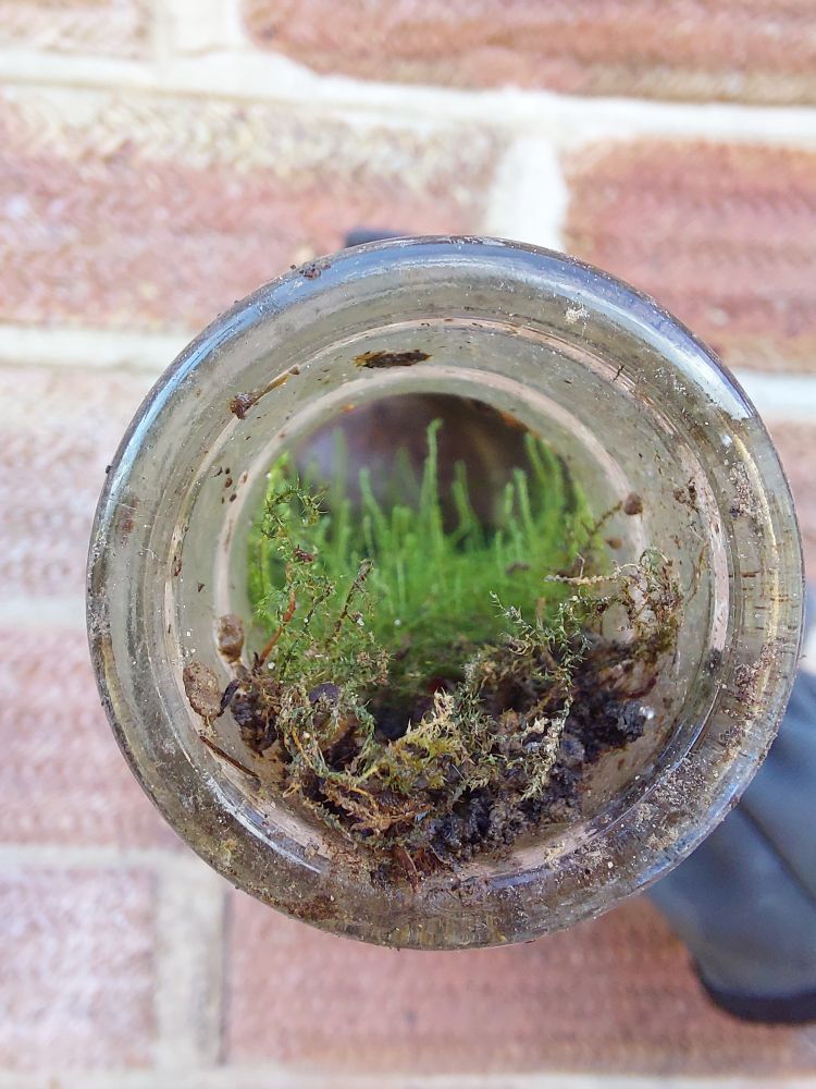 View of an abandoned glass bottle from above. There appear to be small plants and moss, growing inside the bottle. 