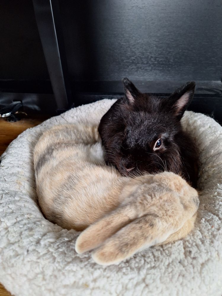 The Same Bunnies laying in a Little round and fluffy pet bed. 