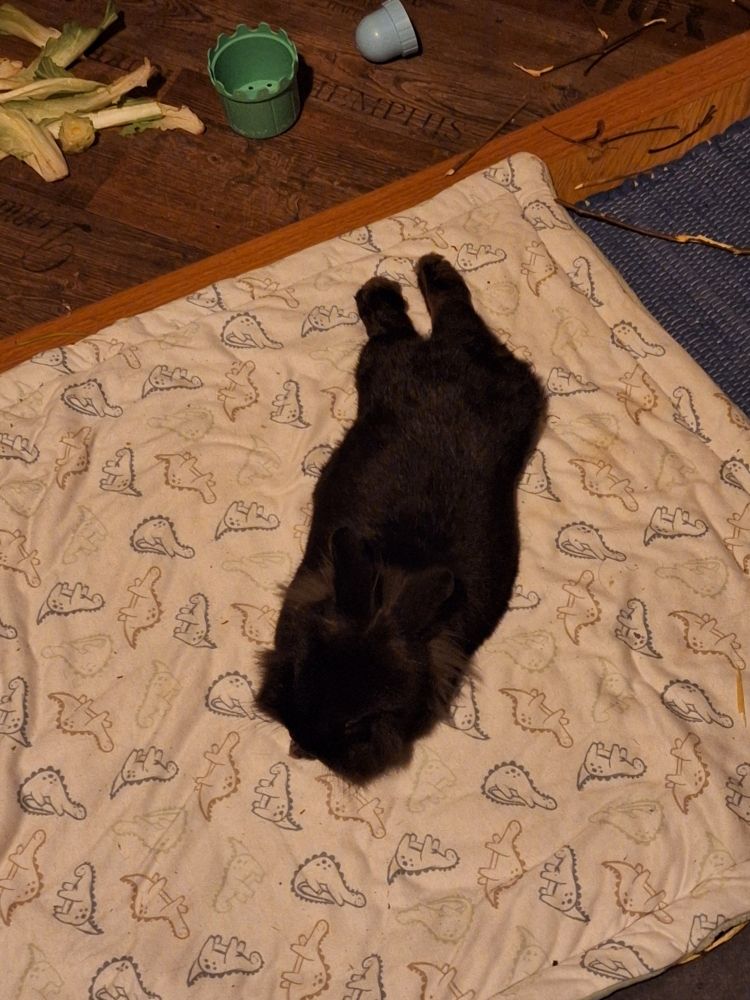 Photo of a bunny lying down. The bunny is black and has the hindlegs stretched out.