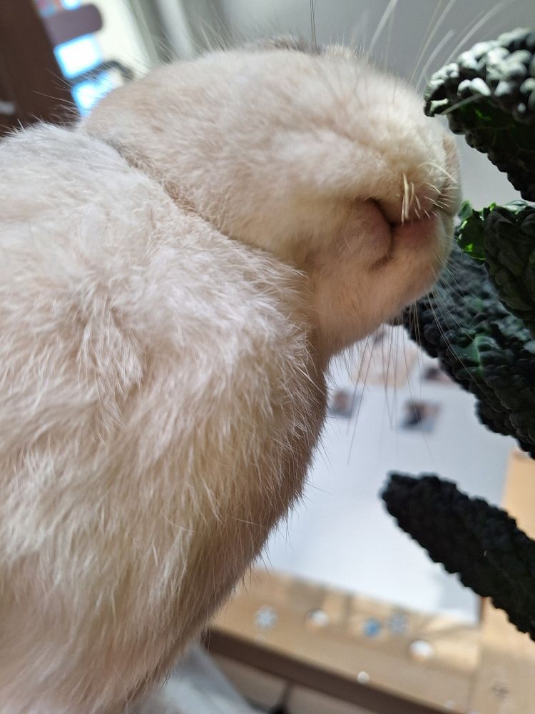 A pic of a beige bunny eating kale. The camera is under the bun so you see his mouth.