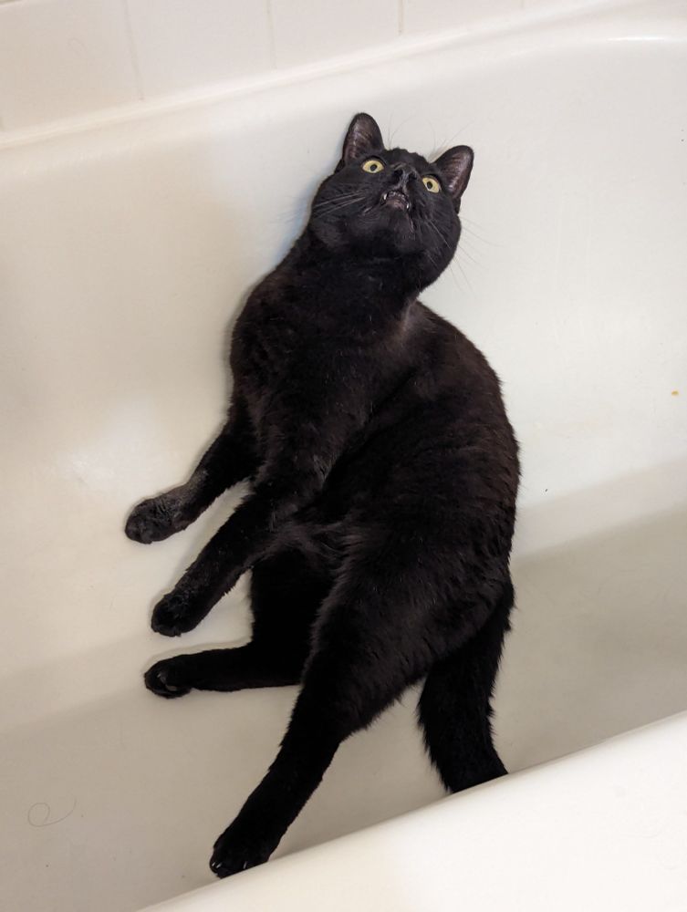 A photo of a black cat in an empty bathtub. He is staring upward and making a dumb face.