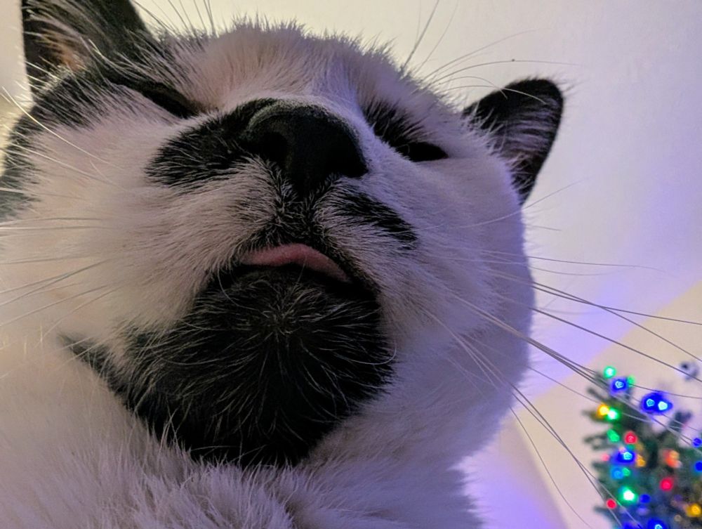 A close-up photo of a black and white cat with her tongue partially sticking out in a "blep".