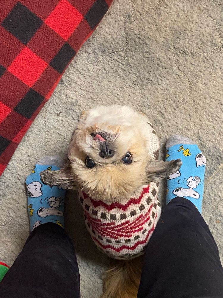 A little light brown dog with dark brown ears named Fluff is sitting and looking up at the camera with big brown eyes. The person holding the camera is standing with her between her feet. Her ears are sticking out as she looks up, expecting a treat. Her tongue is sticking out of the left side of her mouth in a permanent blep. Fluff is wearing a white sweater patterned with red stripes and small green squares. 