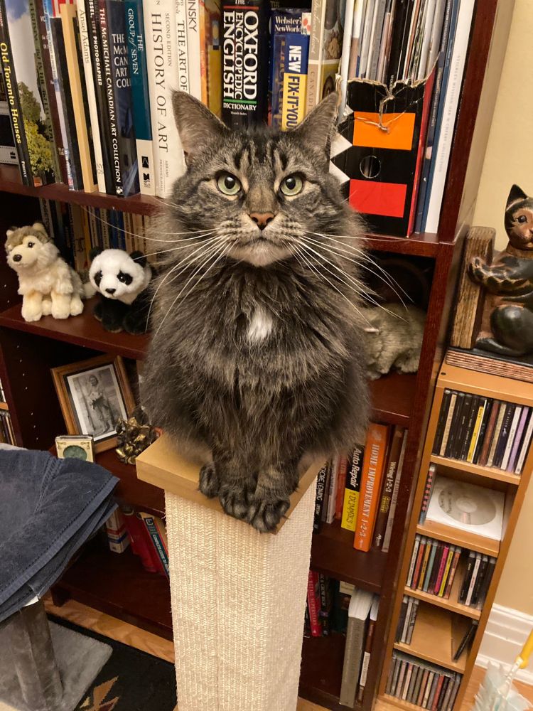 Minou sits on top of her scratching post pretending to be the Christmas tree the humans are too afraid to put up.
