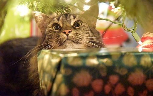 Minou the Rescue Cat sitting under the Christmas Tree with a wild look in her eyes only moments before she knocked it down and tore it apart.