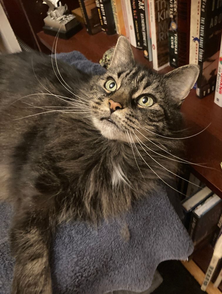 Minou the rescue cat lets her whiskers fly free.