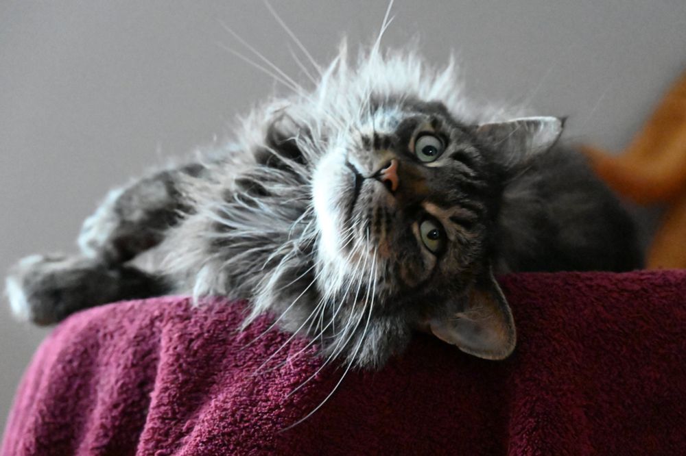 Minou the rescue cat laying on her ottoman.