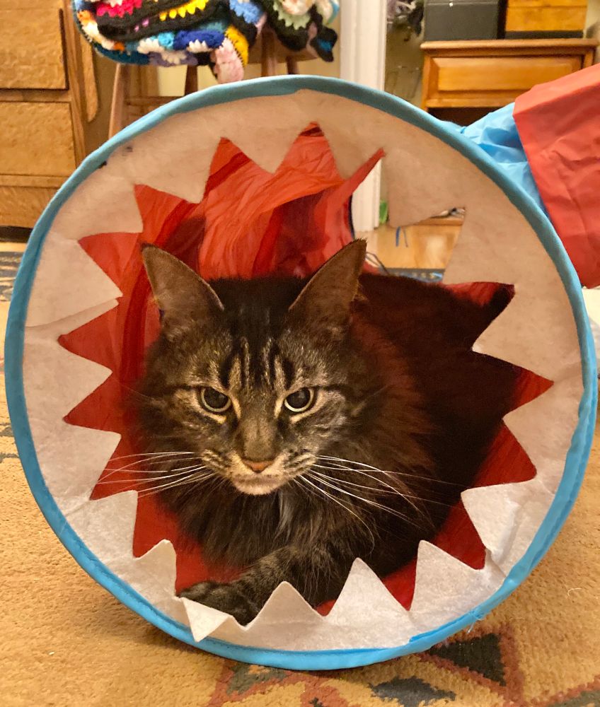 Minou the rescue cat lounges in her shark tunnel.