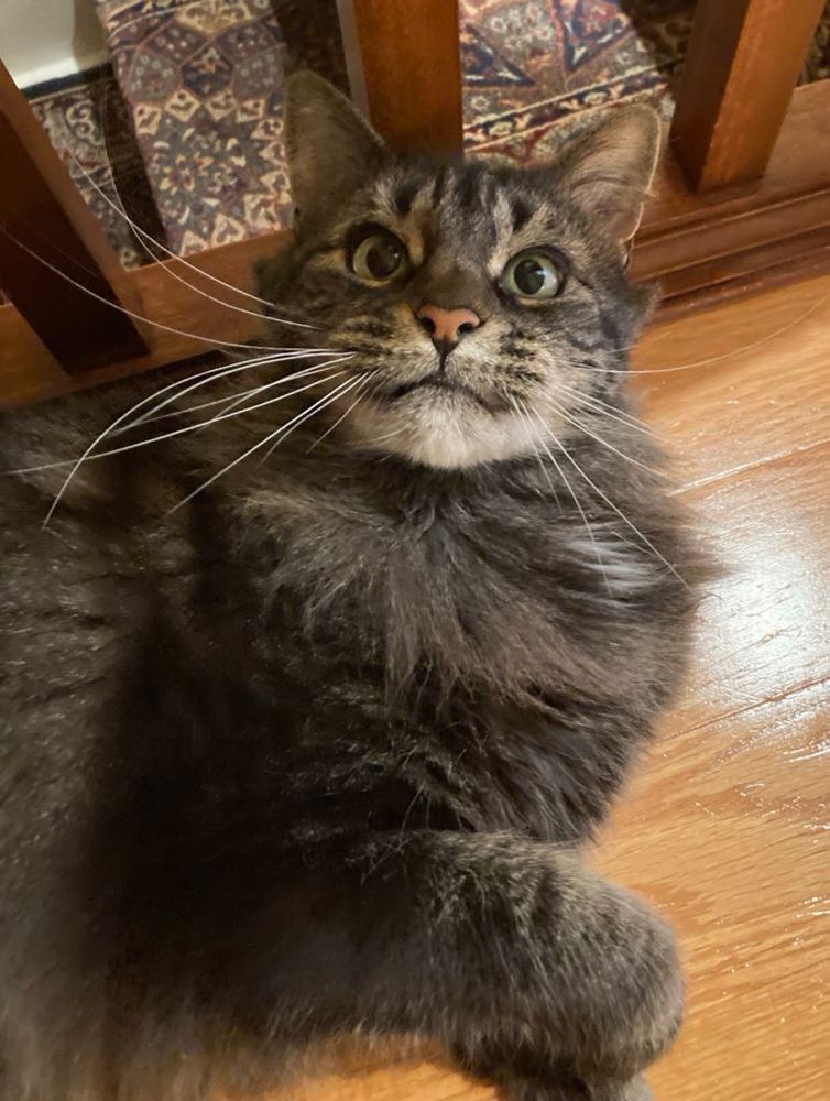 Minou laying on the floor startled by the humans staring at her.