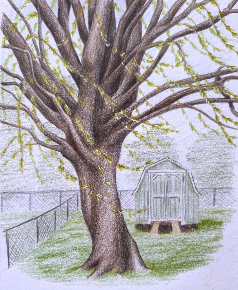 Colored pencil drawing of a large maple tree budding in the springtime in a fenced in back yard, with a small gardening shed in the background. 