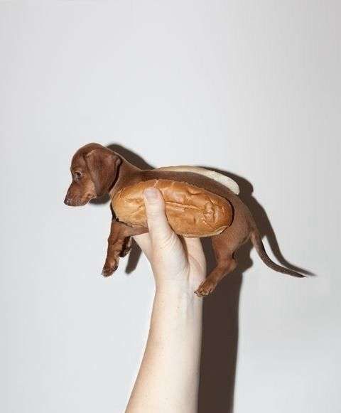 Mão de uma pessoa levantando um cachorrinho salsicha marrom chocolate filhote de lado pra foto entre duas fatias de pão