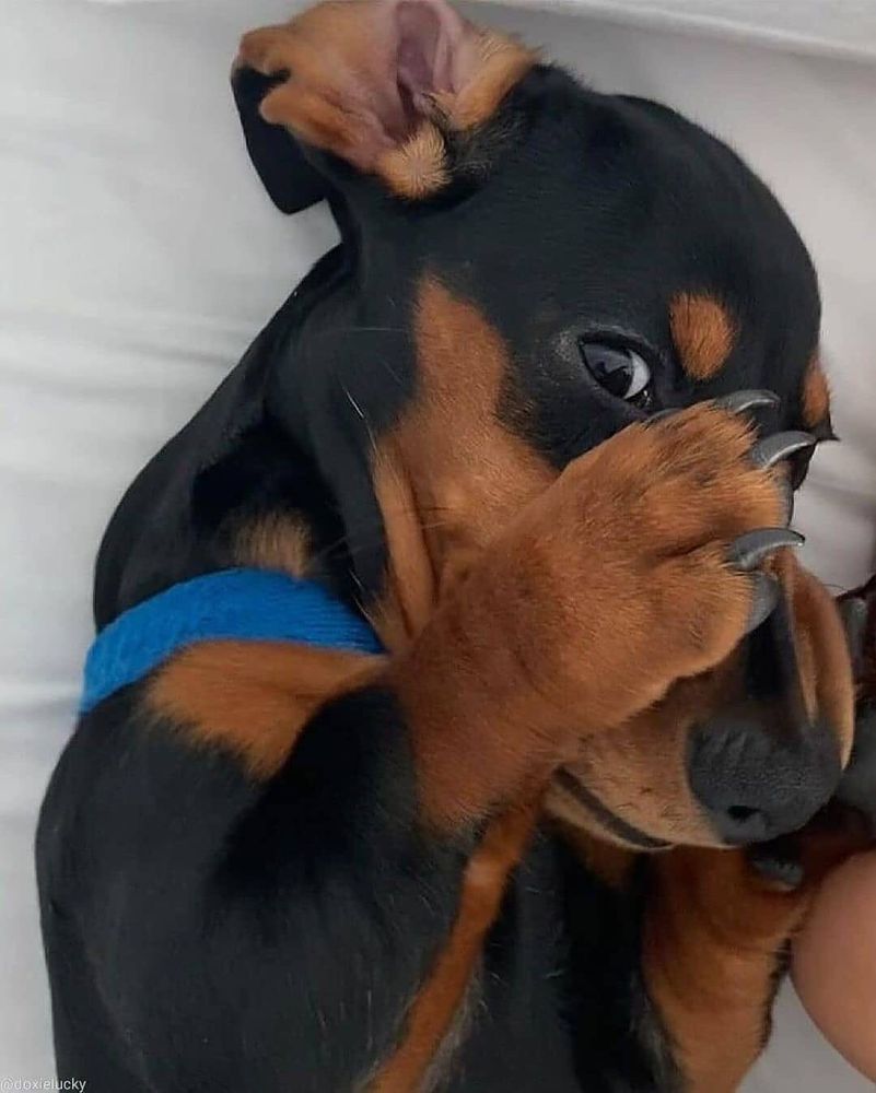 rostinho de um cachorro salsicha preto e marrom cobrindo o focinho com as patinhas da frente como se estivesse com vergonha