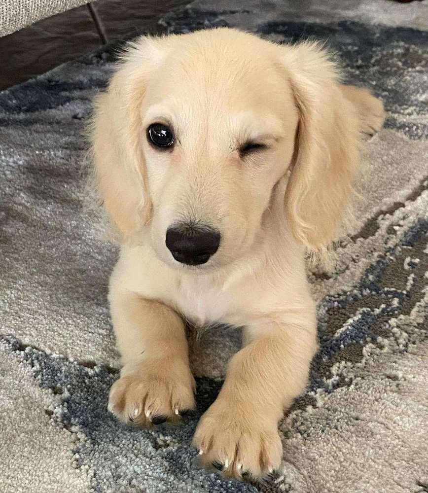Cachorro salsicha loirinho com olhinhos e nariz pretinho deitado sobre um tapete de frente pra foto olhando pra foto piscando com um dos olhos