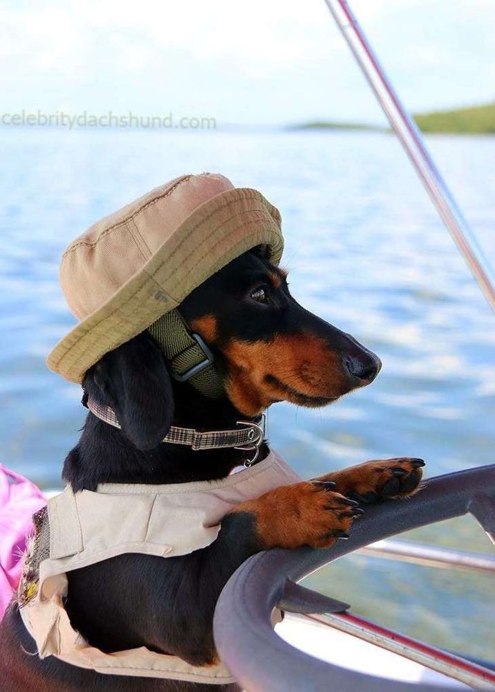 Cachorro salsicha preto e marrom de perfil pra foto usando um colete bege e um chapeuzinho bege de pé nas patas traseiras olhando pra frente e com as patinhas da frente no volante de um barco. Ao fundo as águas de um lago.