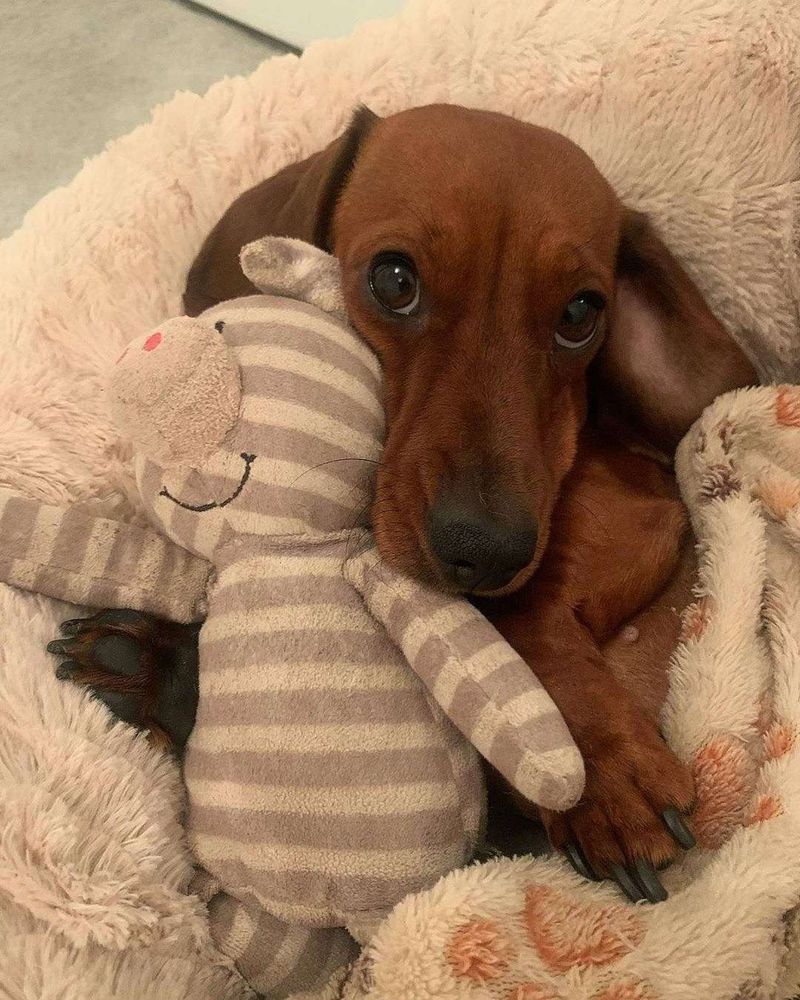 Cachorro salsicha marrom com carinha de dengo deitado de ladinho na caminha cobertinho até o peito e abraçado com um ursinho de pelúcia