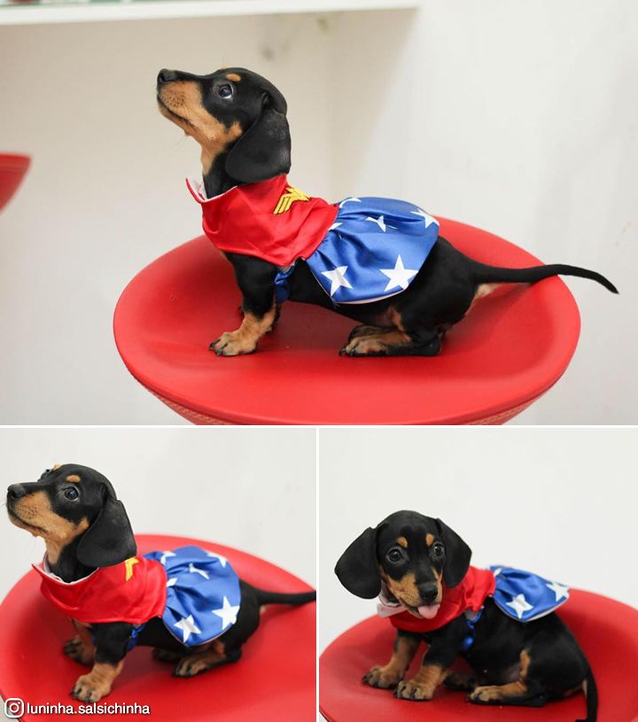 Imagem composta por 3 fotos de um cachorro salsicha preto e marrom usando uma roupinha da mulher maravilha parado de lado pra foto sobre uma superfície vermelha. Na primeira ele tá olhando pra cima, na segunda pra frente e na terceira olhando pra foto mostrando a língua.