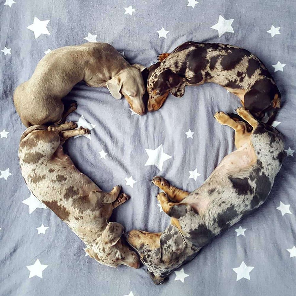Quatro cachorros salsichas, um cinza, um malhadinho em tons de marrom claro, um malhadinho em tons de cinza e outro malhadinho em tons de marrom mais escuro, alinhadinhos de uma forma sobre a cama formando um coração