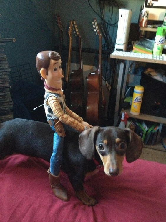 Boneco Woody do filme Toy Story sentado nas costas de um cachorro salsicha marrom chocolate parado sobre a cama e olhando pra foto sem entender nada