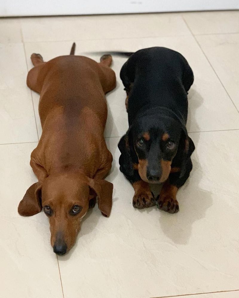 cachorro salsicha marrom deitadinho esticado no chão olhando pra foto e ao seu lado um cachorro salsicha preto e marrom deitado olhando pra foto