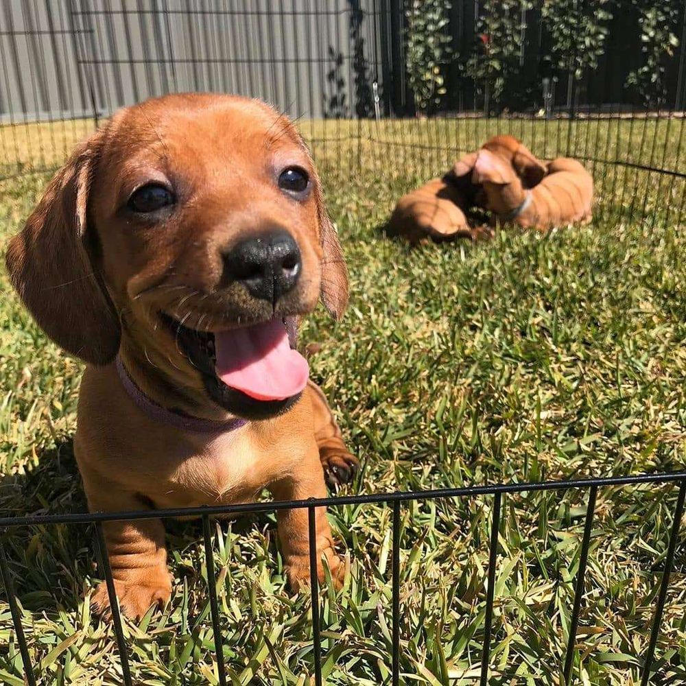 Filhotinho de cachorro salsicha marrom paradinho na grama dentro de um cercadinho em um dia muito ensolarado e olhando pra foto todo sorridente. Ao fundo da pra ver outros dois cachorrinhos iguais a ele deitados juntinhos.