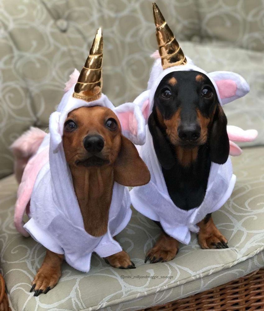 Dois cachorros salsichas, um marrom e um preto e marrom, sentados no sofá e usando roupinha de unicórnio com chifre e tudo