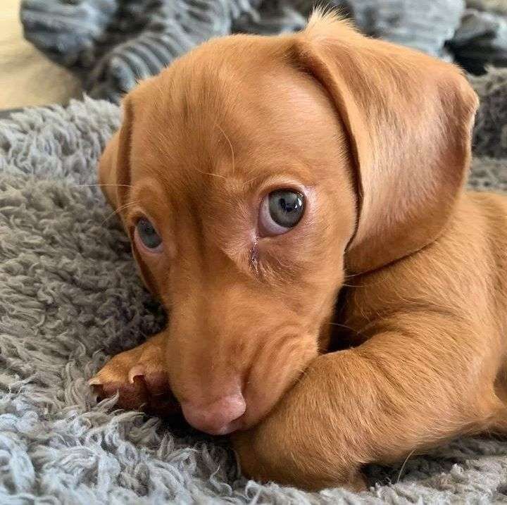 Rostinho dengoso de um cachorro salsicha marrom de olhos azuis deitadinho numa caminha peludinha mordiscando a própria patinha da frente e olhando pra foto com cara de dengo