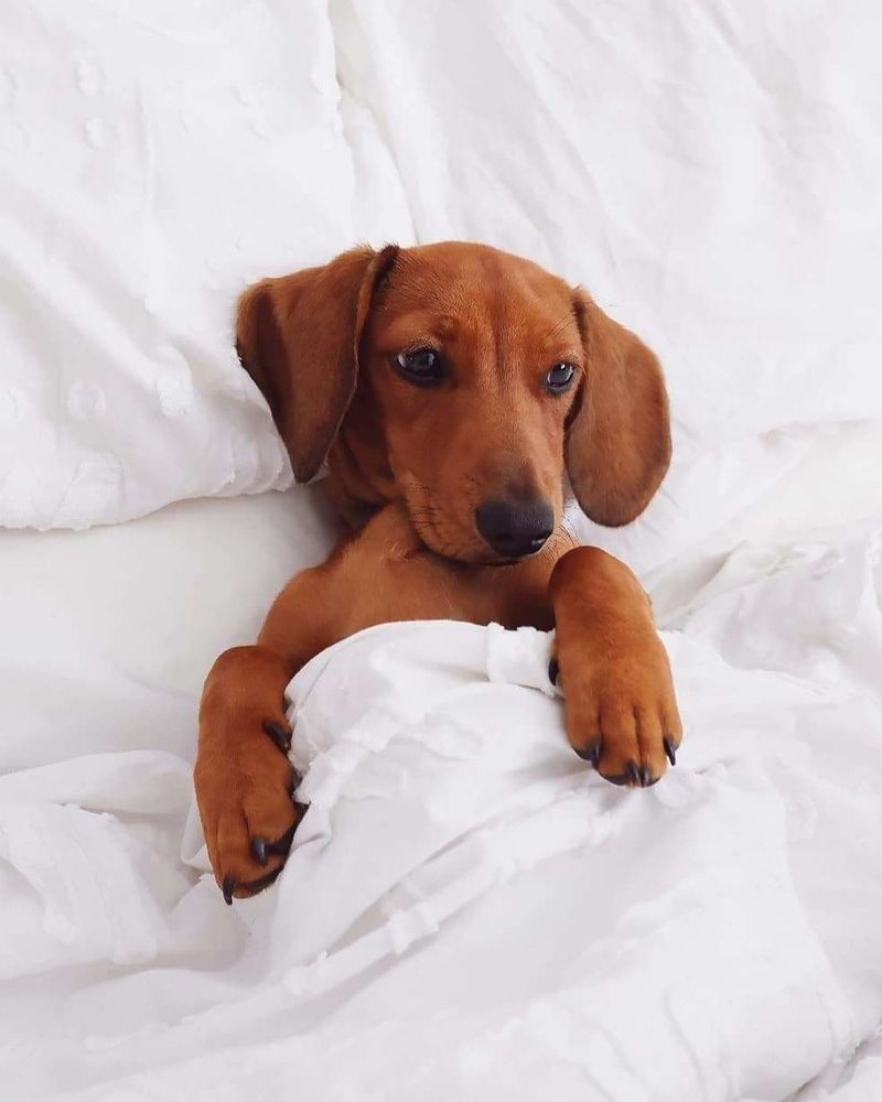 Cachorro salsicha marrom deitado na cama cobertinho até o peito e olhando meio de lado com cara de pensativo