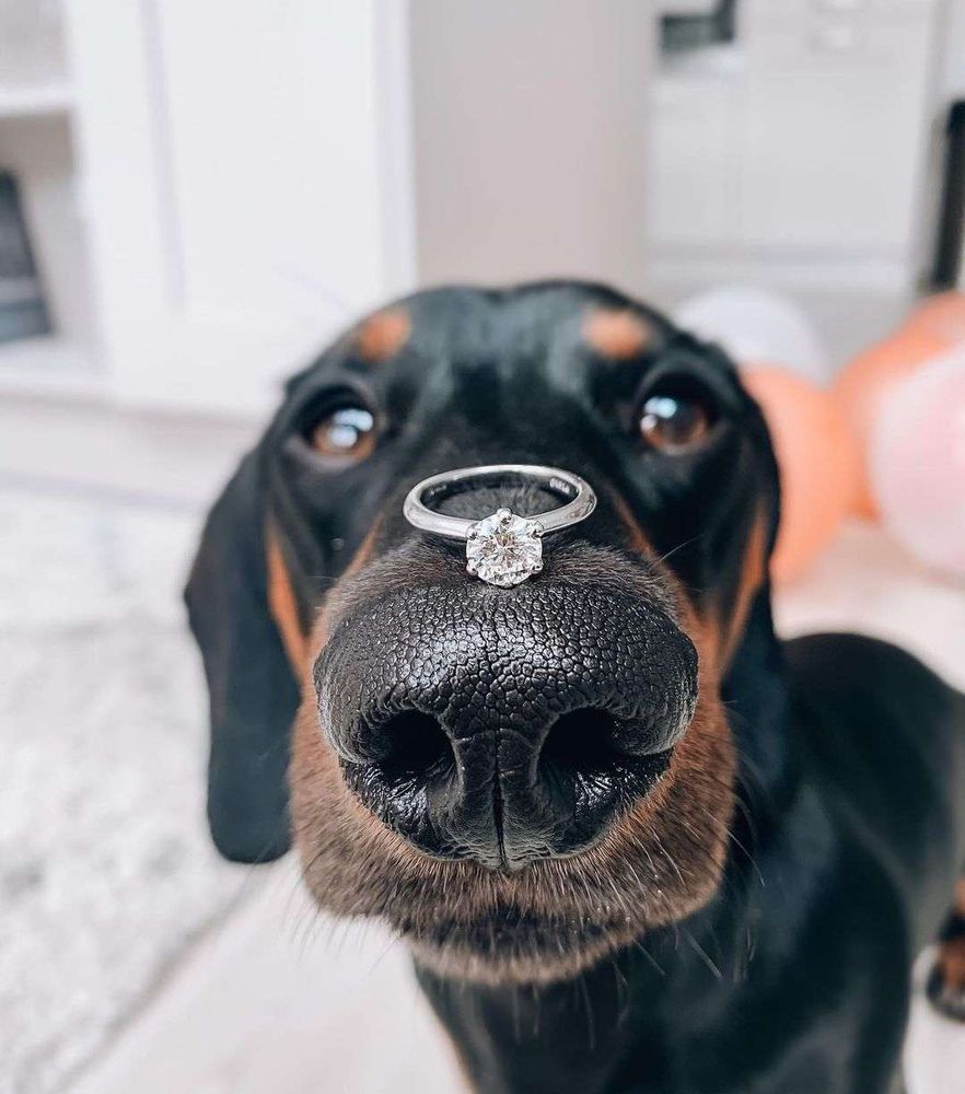 Rostinho de um cachorro salsicha preto e marrom com o focinho bem pertinho da foto e um belo anel de noivado sobre o focinho