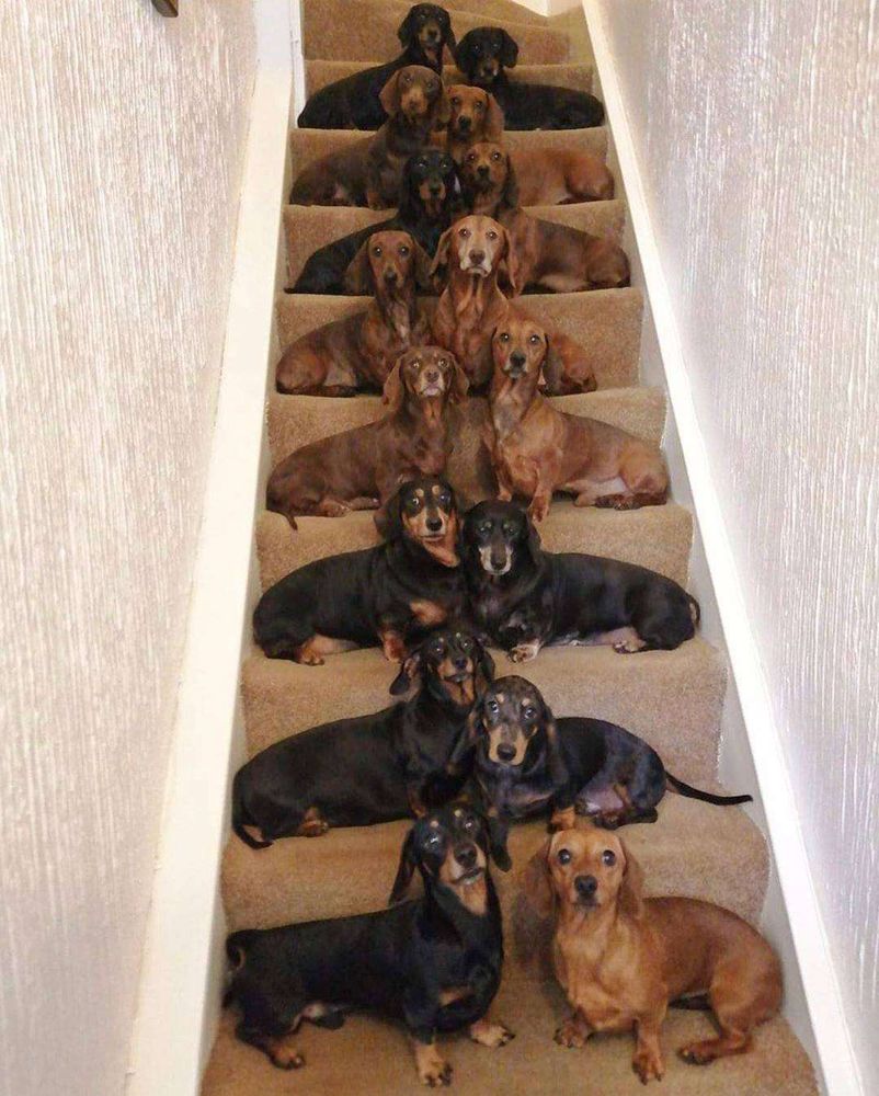 Foto de uma escada com dezesseis cachorros salsichas sentados, dois por escada