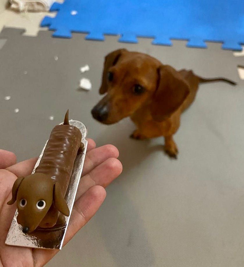 cachorro salsicha marrom caramelo sentado no chão olhando com cara de desconfiado pra uma mão de uma pessoa com um chocolate em forma de cachorro salsicha