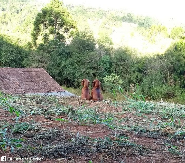 Dois cachorrinhos salsichas marrons sentado no chão cheio de mato cortado de costas pra foto juntinhos parecendo apreciar a natureza que dá pra ver mais à frente deles