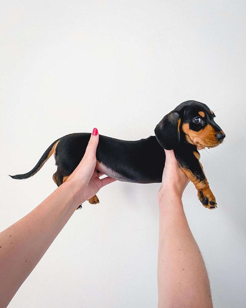 Mãos de uma pessoa levantando de lado pra foto um cachorrinho salsicha preto e marrom lindo com o corpinho bem comprido