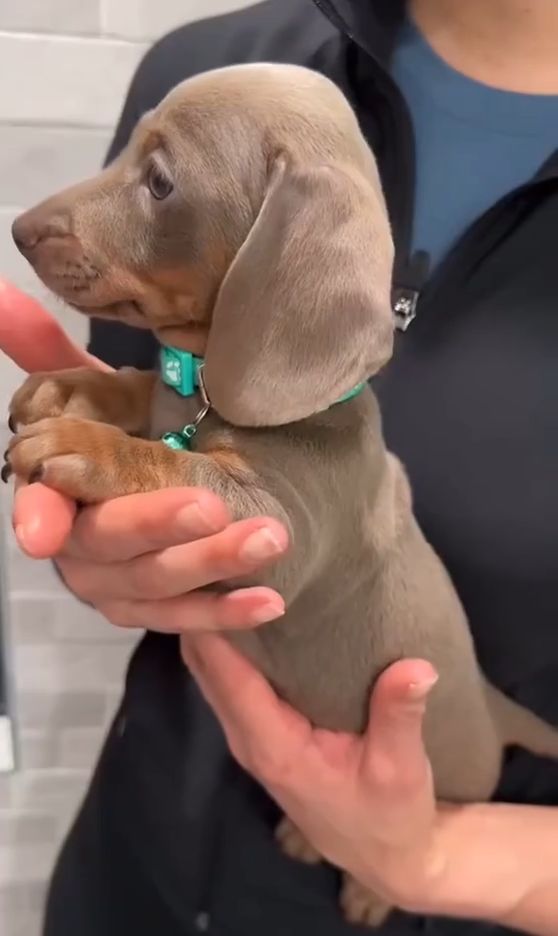 Cachorrinho salsaicha marrom filhote de lado pra foto meio de pézinho nas mãos de uma pessoa com as patinhas curtinhas e grossinhas da frente apoiadas na mão da pessoa